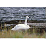 Cygne de trompettiste découpages en acrylique