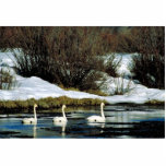 Cygne de trompettiste photo sculptures