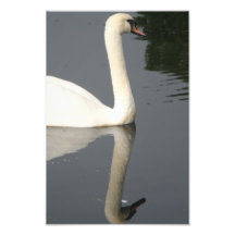 Cygne élégant avec la réflexion impression photo