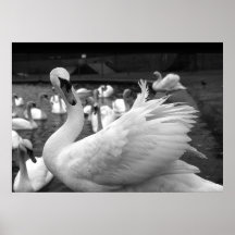 Cygne en parc à l'île de Barry Posters