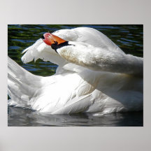 Cygne nettoyant 1 affiches
