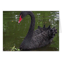 Cygne noir magnifique sur l'eau carte de vœux