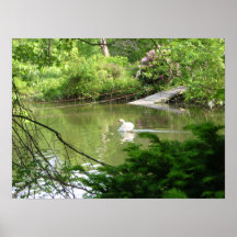 Cygne sur la route de rivière affiches