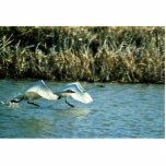 Cygnes de toundra photo en relief