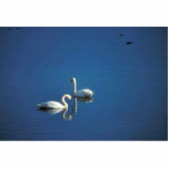 Cygnes de toundra photo sculpture