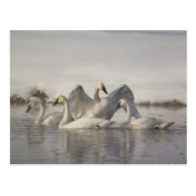 Cygnes de trompettiste en rivière de Madison en hi Cartes Postales