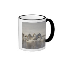 Cygnes de trompettiste en rivière de Madison en hi Tasse À Café