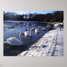 Cygnes d'hiver posters