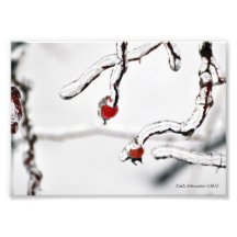 cynorrhodons 5X7 emballés en glace Photographie D’art