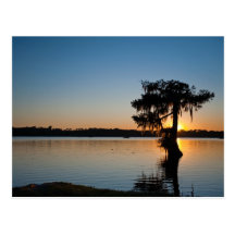Cypress au coucher du soleil cartes postales