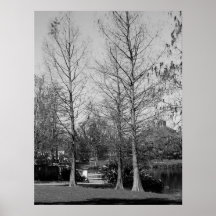 Cypress grand posters