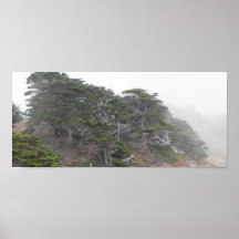 Cypress Poster