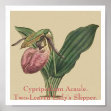 Cypripedium Acaule. La pantoufle Deux-Leaved de Ma Posters