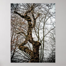 D'affiche étrange d'arbre
