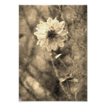 Dahlia Art Photographique