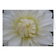 Dahlia Carte De Vœux