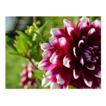 Dahlia Cartes Postales