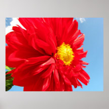 dahlia poster