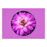 Dahlia violet/pourpre faire-parts