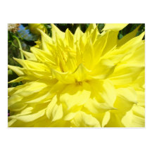 Dahlias jaunes de cartes postales de fleur de dahl