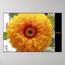 Dalia Affiche