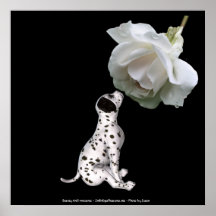 Dalmate d'innocence de beauté et copie rose d'affi