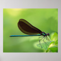 DamselFly Posters