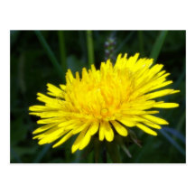 dandelion2 carte postale