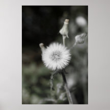 Dandylion Posters
