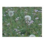 dandylions et jolie carte postale de mauvaises her cartes postales