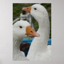 Dans la grange de volaille posters