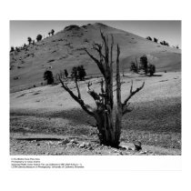 Dans la région de pin de Poil-Cône par Ansel Adams posters