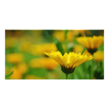 Dans le jardin cartes avec photo
