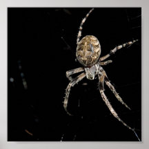 D'araignée affiche étroite
