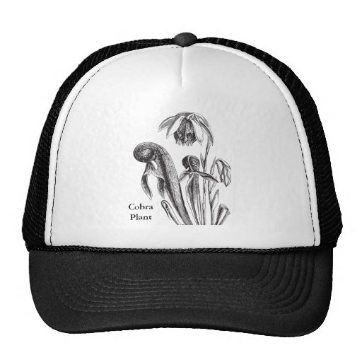 Darlingtonia d'usine de broc casquette de camionneur