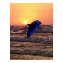Dauphin au coucher du soleil cartes postales