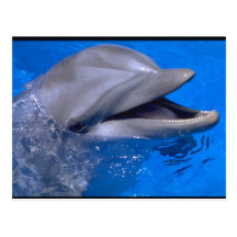 Dauphin Carte Postale