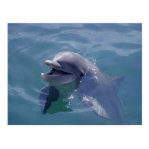Dauphin de sourire cartes postales