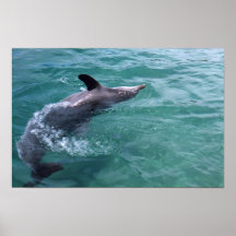 Dauphin Posters