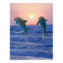 Dauphins au lever de soleil carte postale