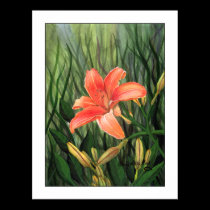 Daylilly posters