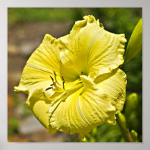 Daylily jaune posters