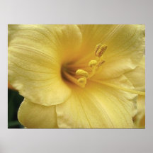 DAYLILY JAUNE POSTERS