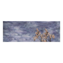 Daylily Mindscape No.3 Art Photographique