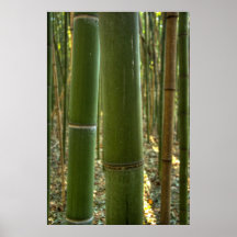 De bambou fin posters