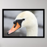 De "cygne affiche étroite"