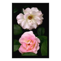 De "L'épreuve photographique deux roses