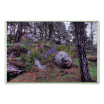 De loup dans un Boulderfield Photographie D’art