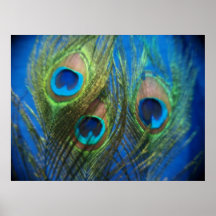 De poissons d'oeil de paon toujours la vie posters