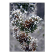Deep-frozen Cartes De Vœux